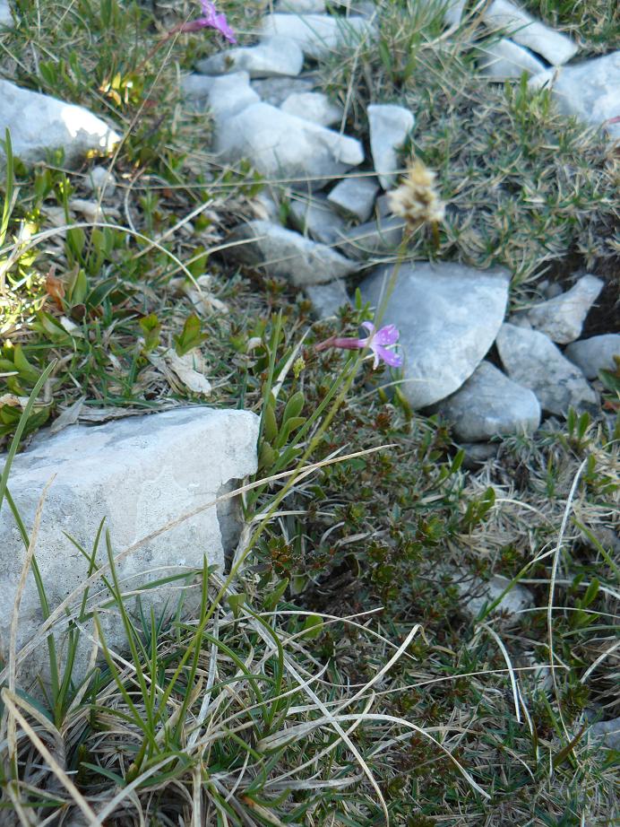 Sesleria cfr. caerulea